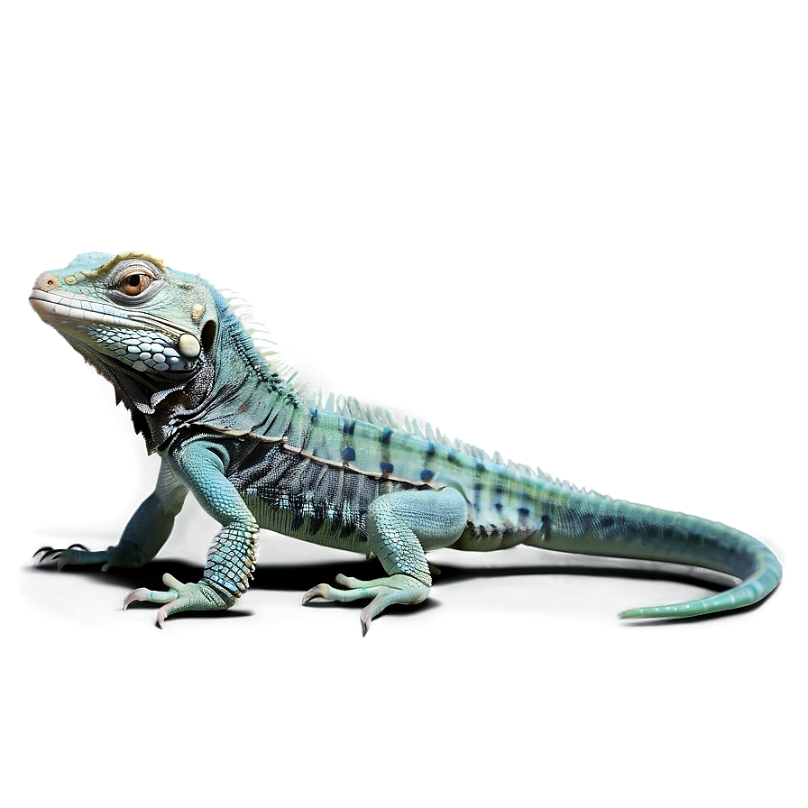 Baby Iguana Png Cme