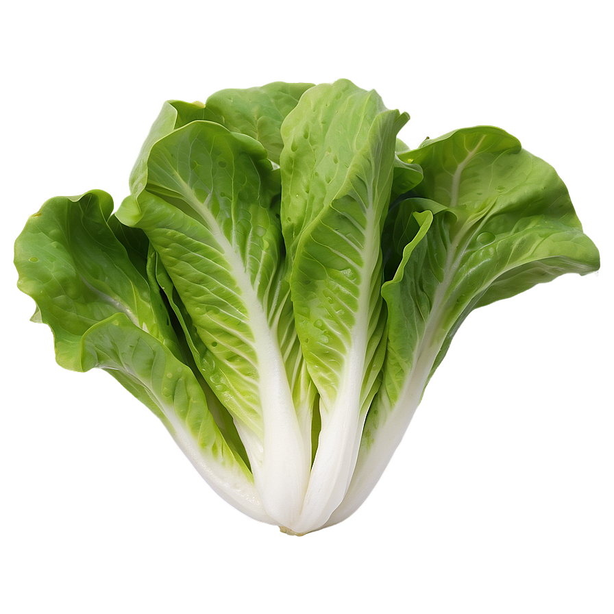 Baby Lettuce Leaves Png Qmp35