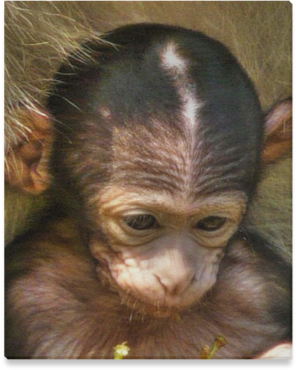 Baby Orangutan Contemplation