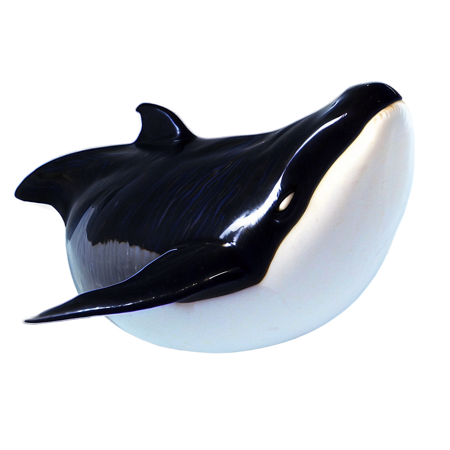 Baby Orca Png Ggj47