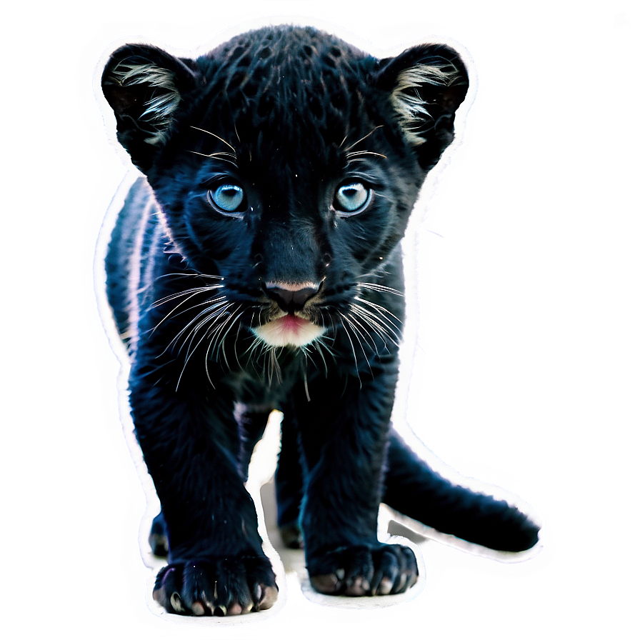 Baby Panthers Cub Png 06202024