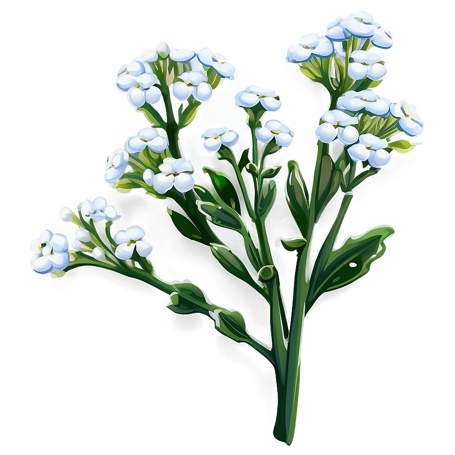 Baby's Breath In Morning Dew Png 06212024