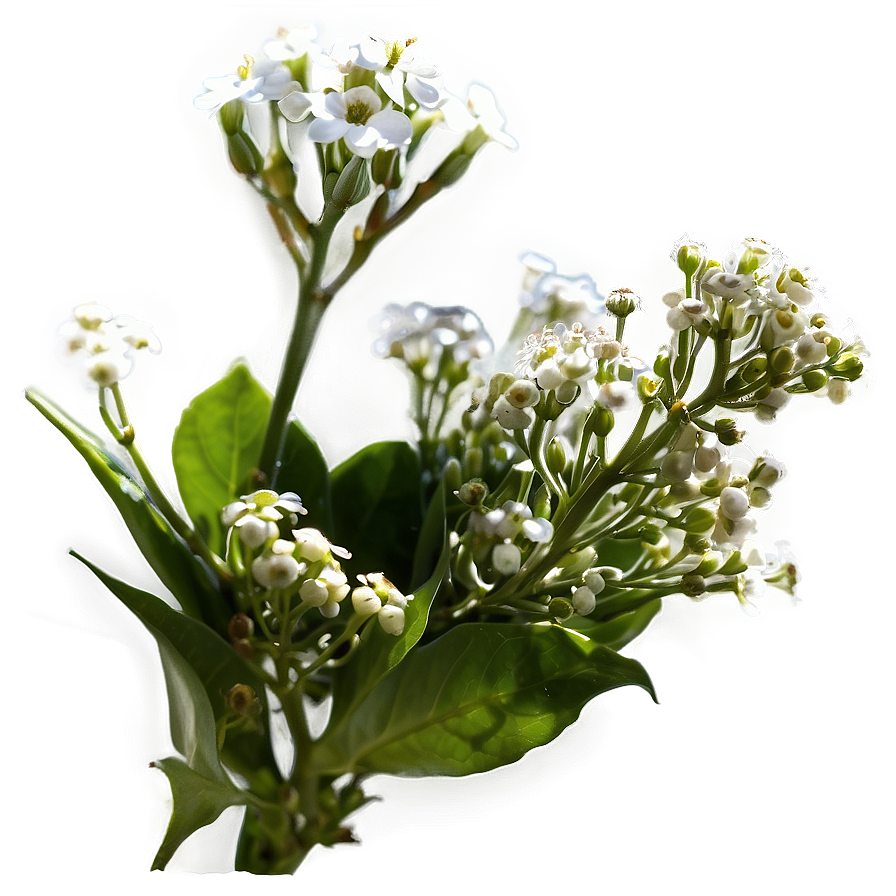 Baby's Breath In Sunlight Png Oqt56