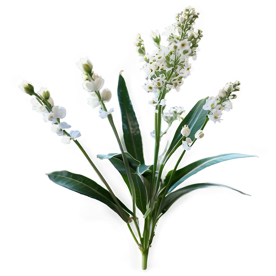 Baby's Breath In Wildflower Mix Png Ris