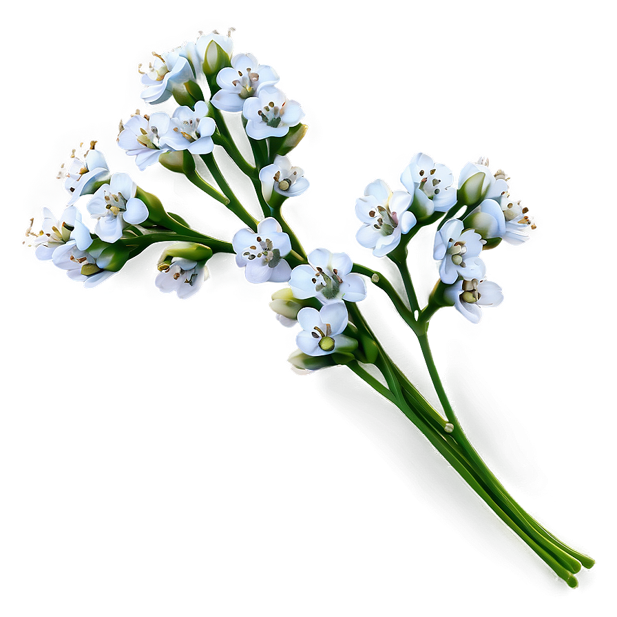 Baby's Breath On White Background Png 48 Image