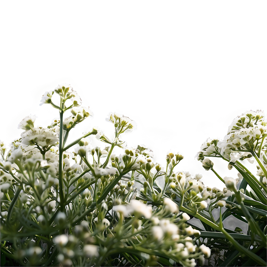 Baby's Breath Under Sunshine Png 39