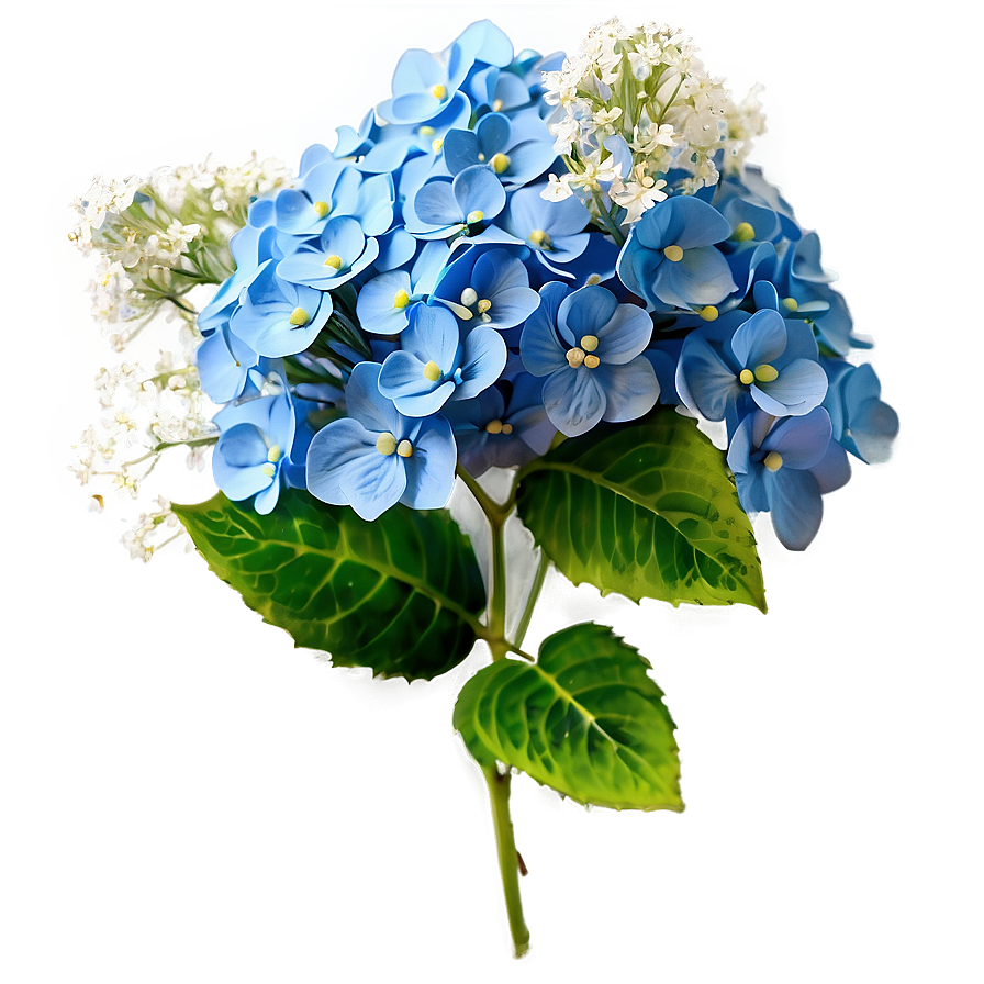 Baby's Breath With Hydrangeas Png Jwd