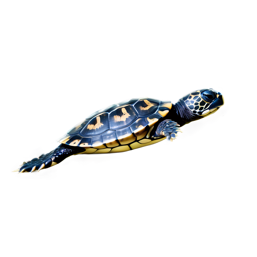 Baby Turtle Swimming Png 06252024