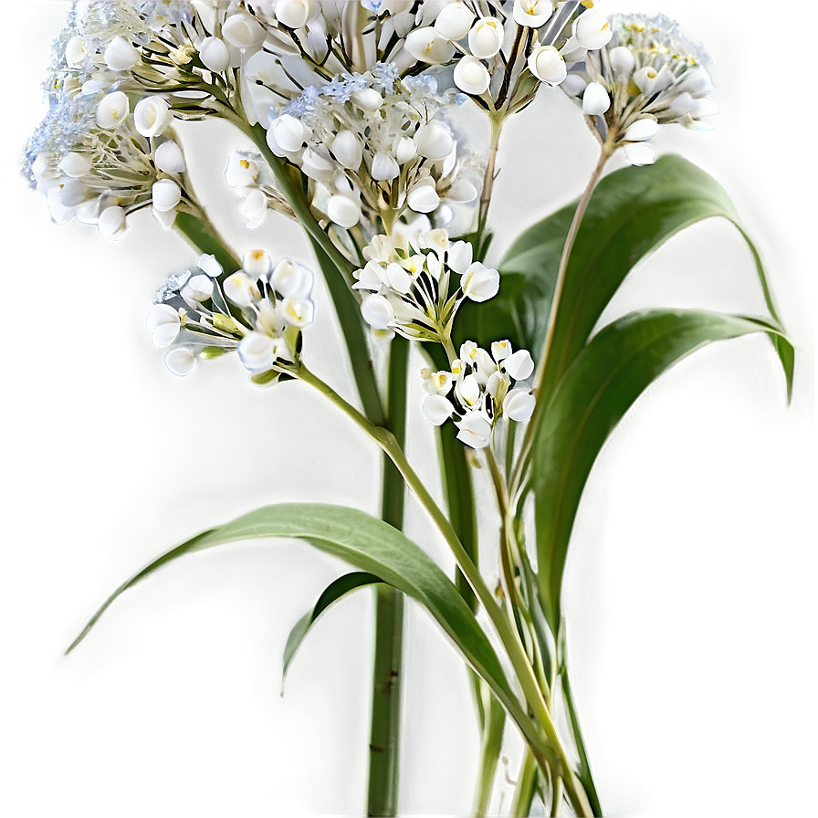 Babys Breath And Eucalyptus Combo Png Kva