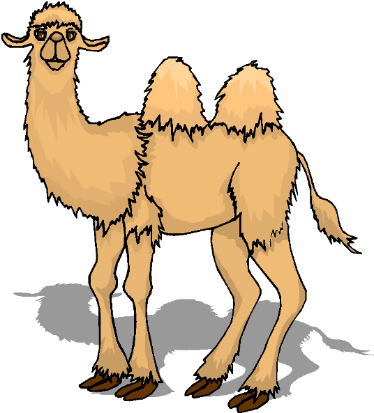 Bactrian Camel Cartoon Illustration