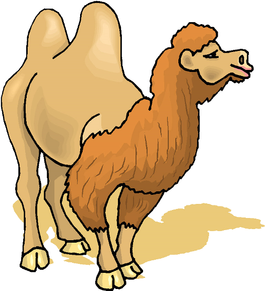 Bactrian Camel Illustration.png