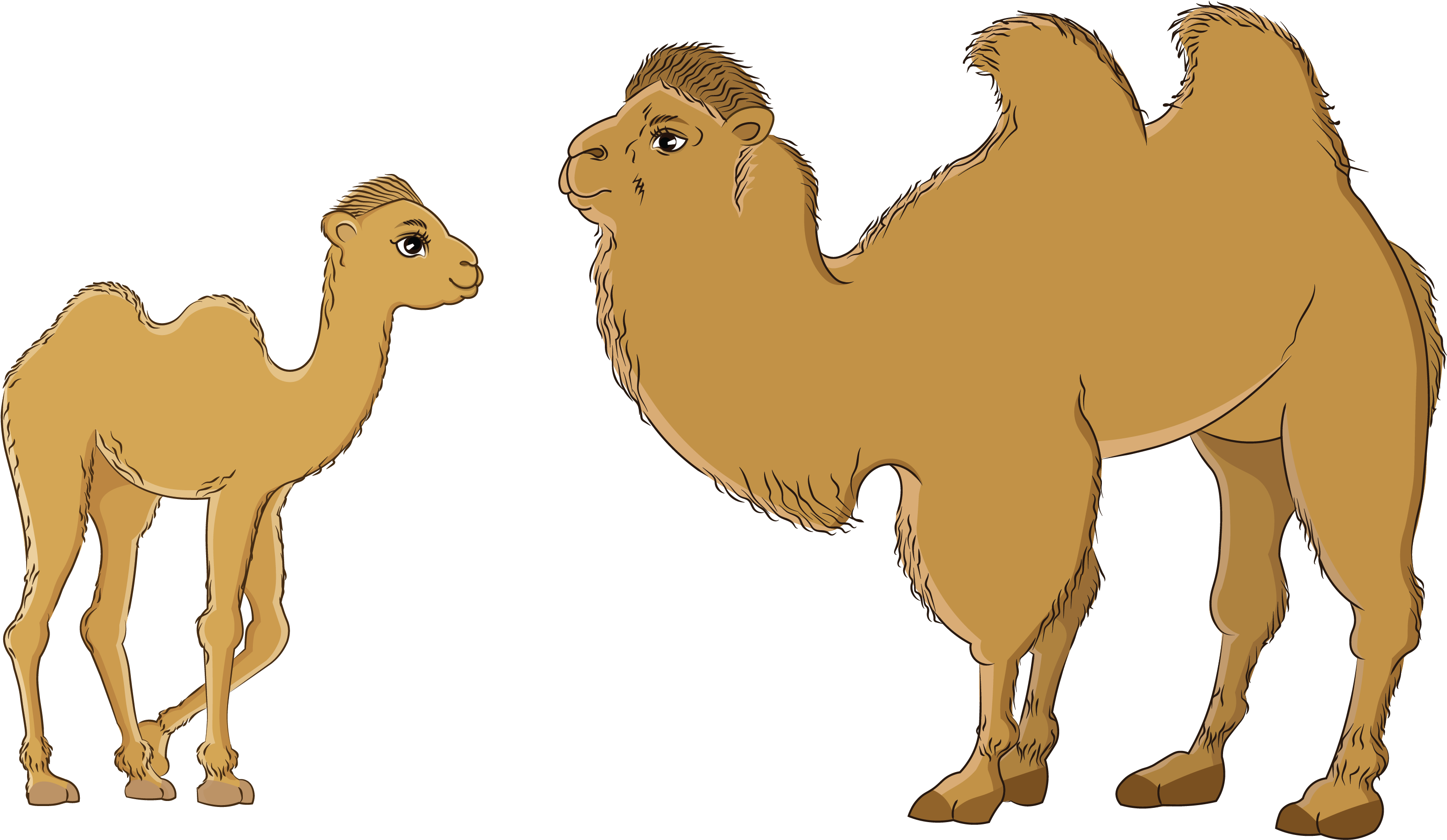 Bactrianand Dromedary Camels Illustration