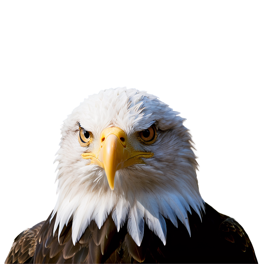 Bald Eagle American Symbol Png 05212024