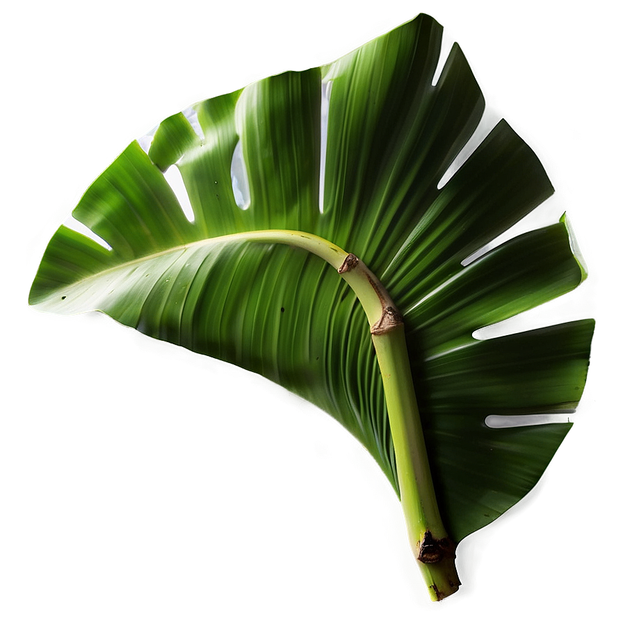 Banana Leaf Art Png Apf51