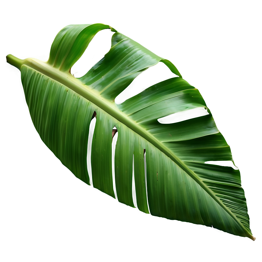 Banana Leaf Background Png 74