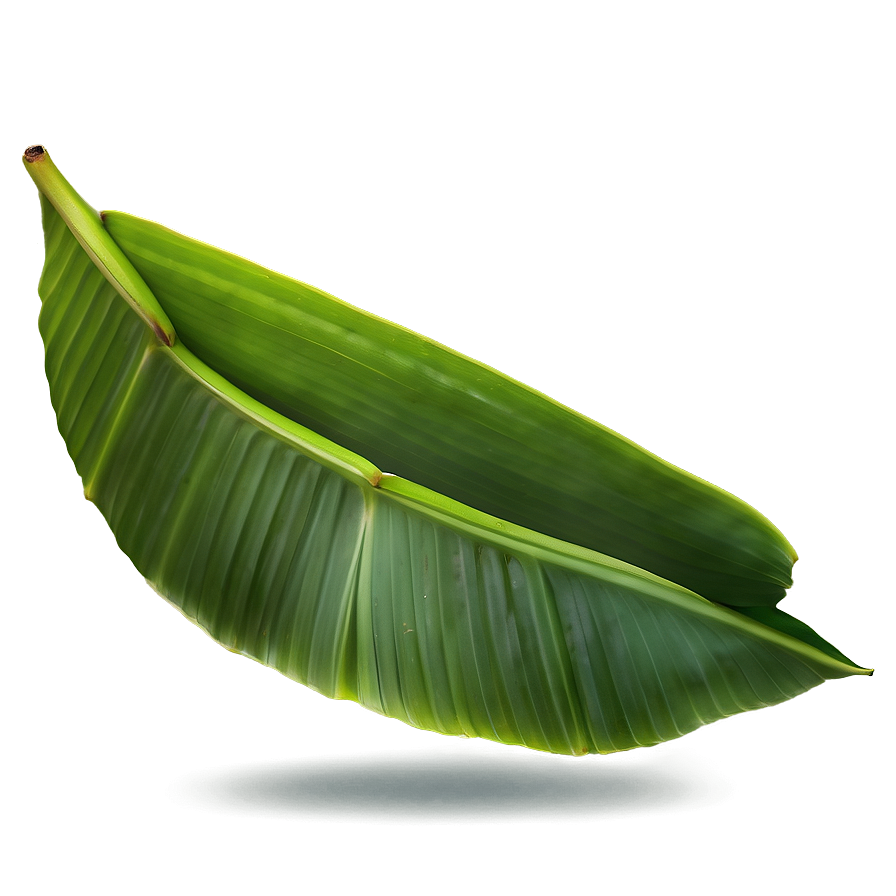 Banana Leaf Closeup Png Nyk5