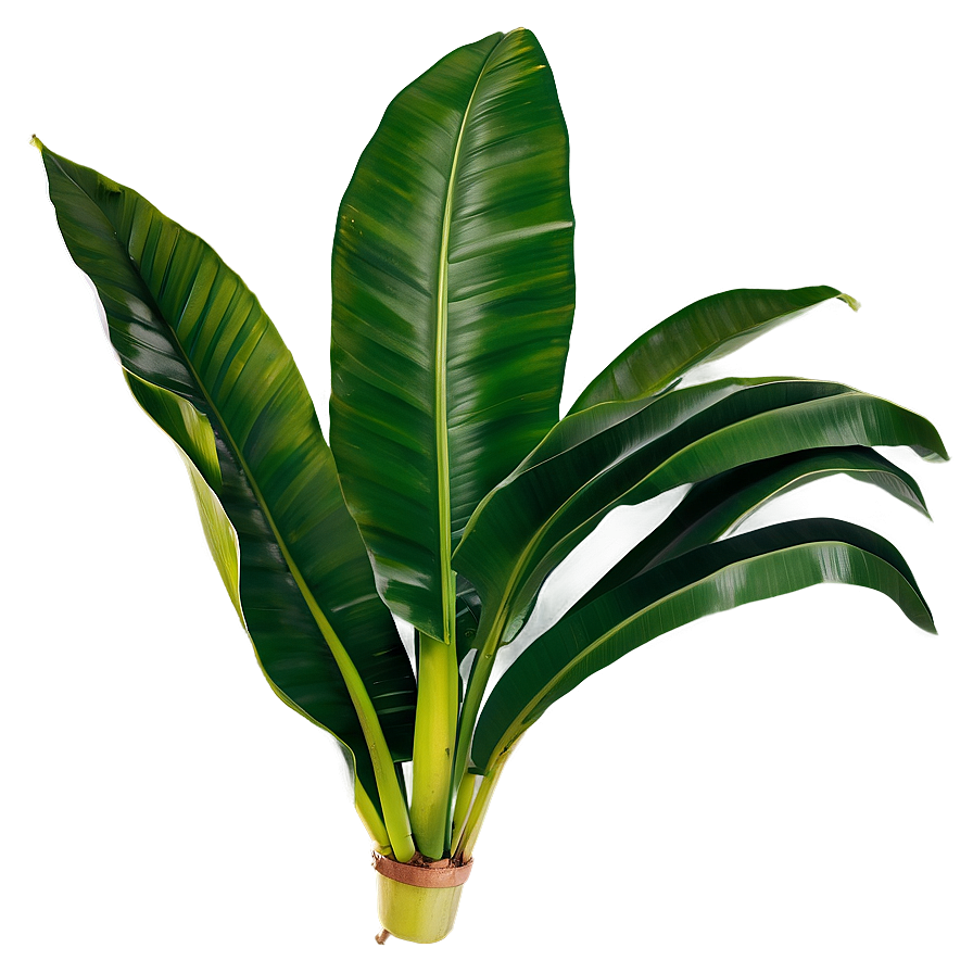 Banana Leaf Design Png 61