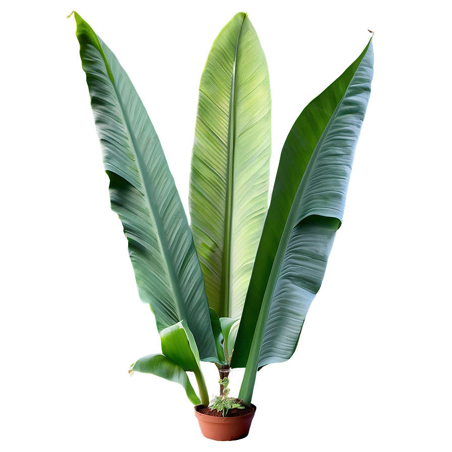 Banana Leaf Design Png 63