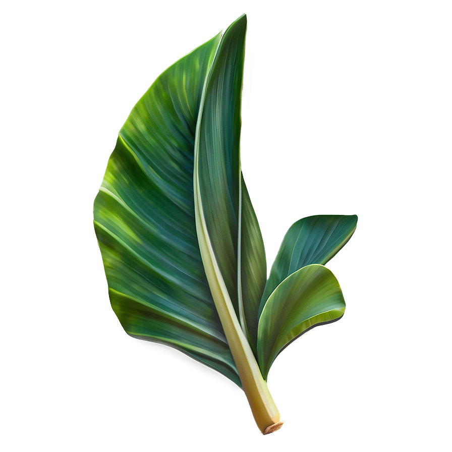 Banana Leaf Design Png Uae