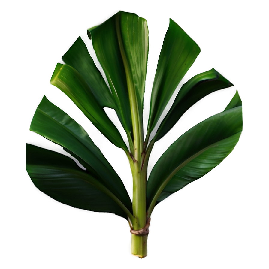 Banana Leaf Element Png Soy80