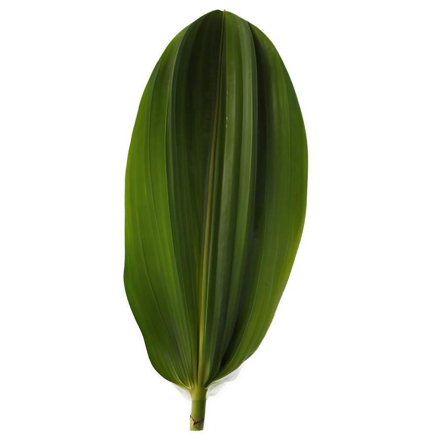 Banana Leaf Freshness Png 26