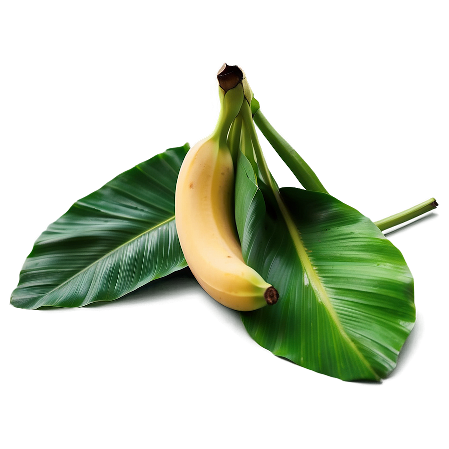 Banana Leaf Freshness Png 57