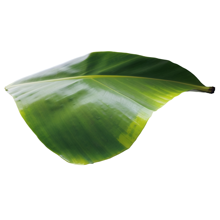 Banana Leaf Freshness Png Uuv75