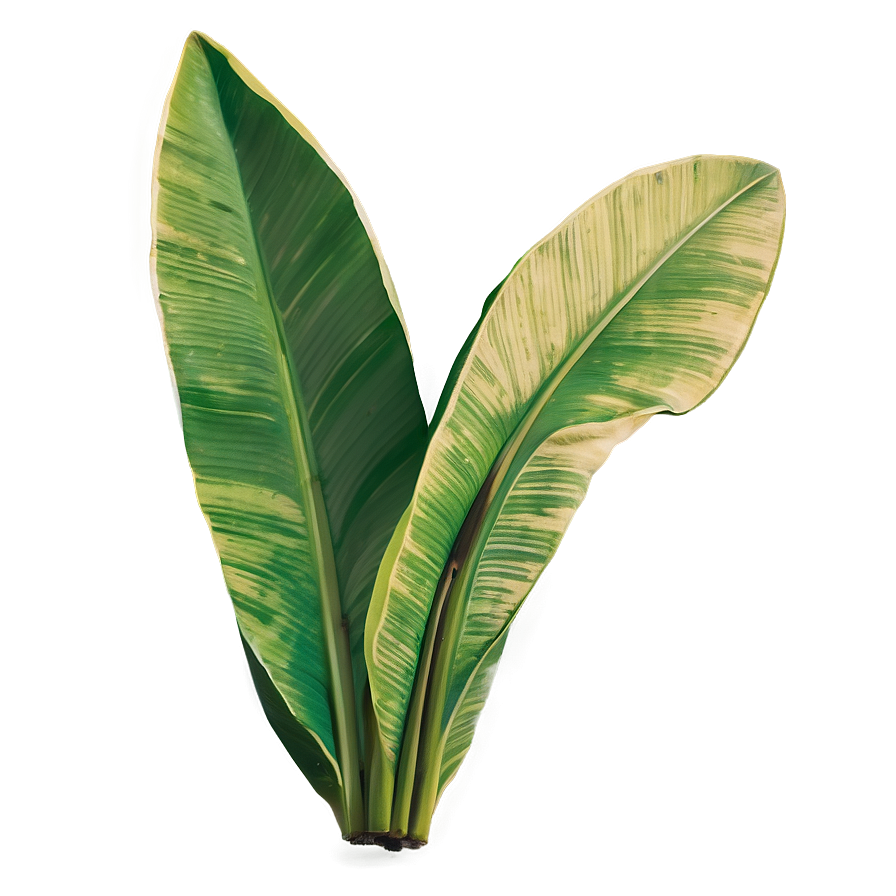 Banana Leaf Graphic Png Voh83