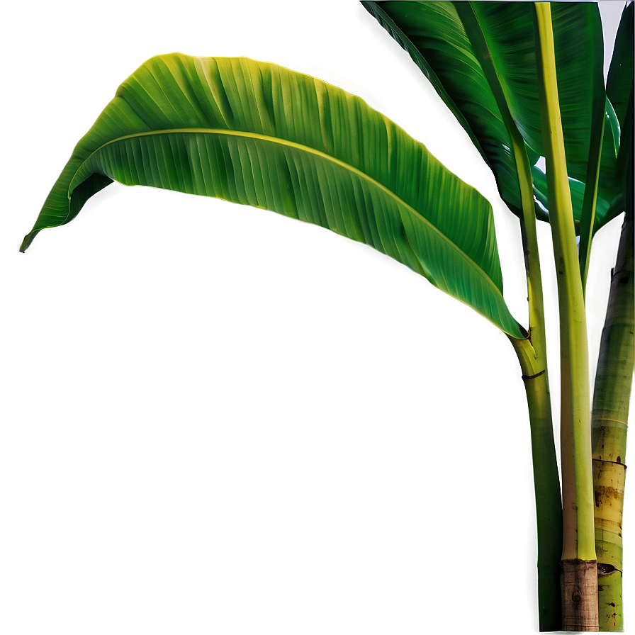 Banana Leaf In Nature Png 10