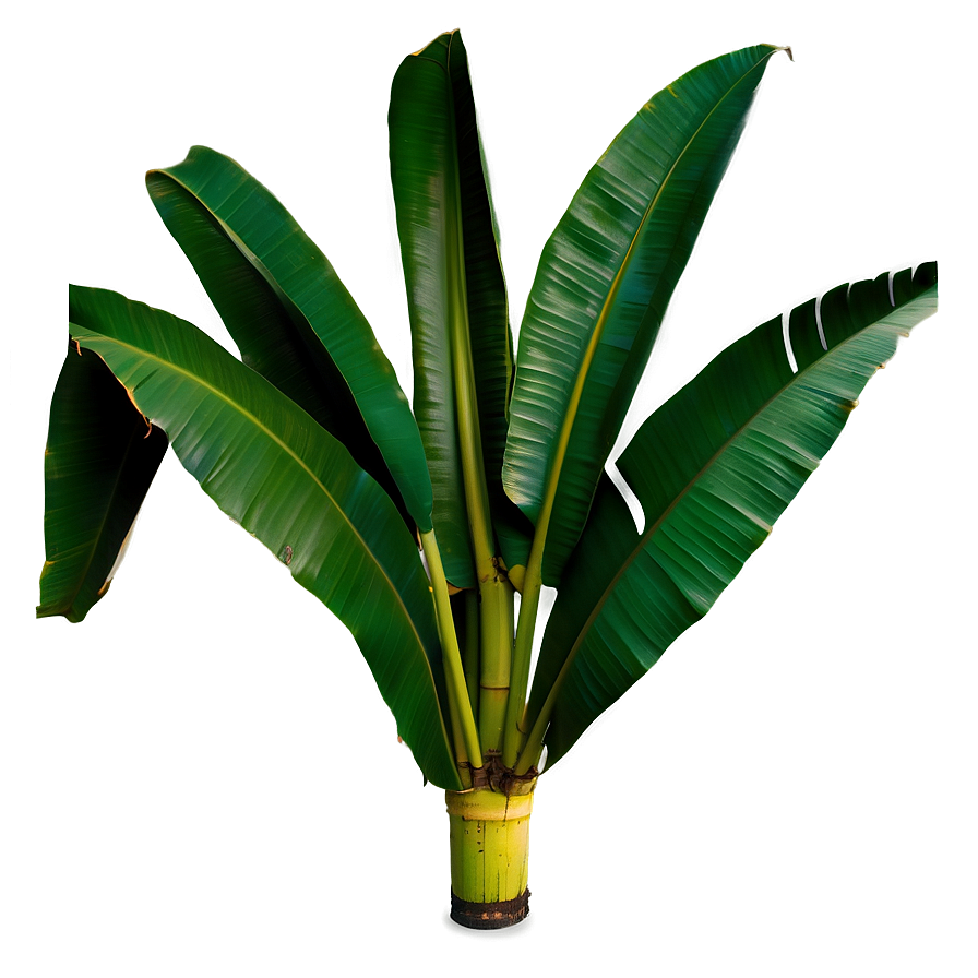 Banana Leaf Natural Png 42