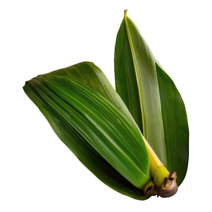 Banana Leaf Organic Png Ysp