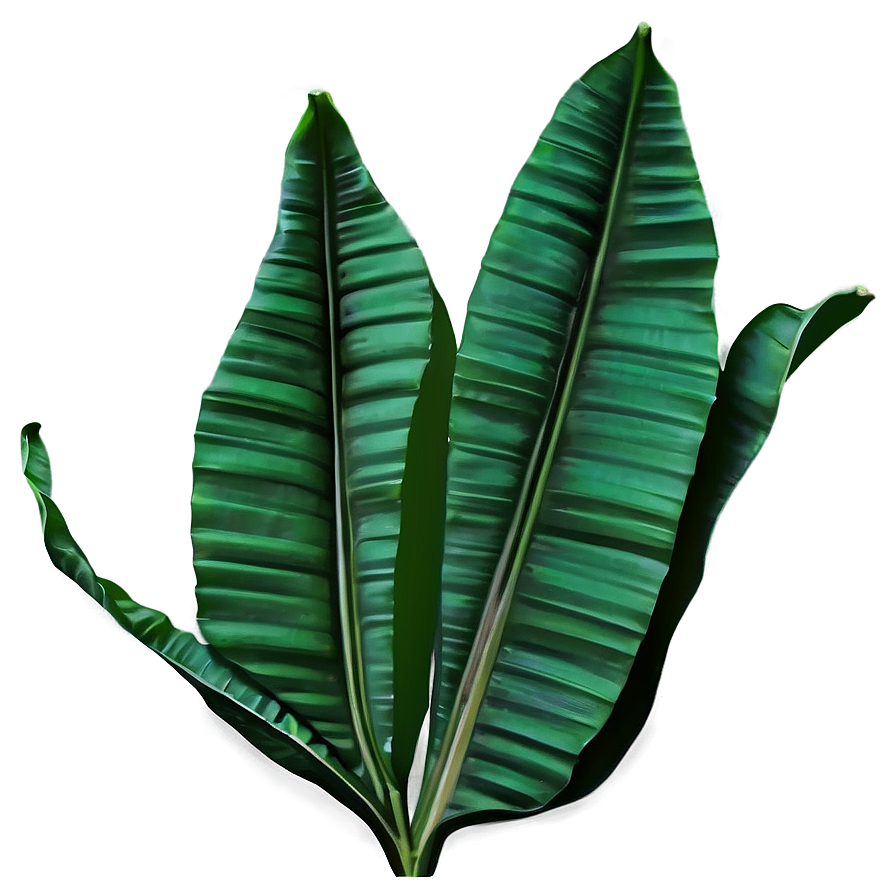 Banana Leaf Outline Png 06232024