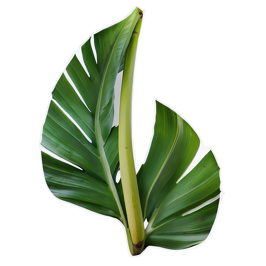 Banana Leaf Outline Png Edd