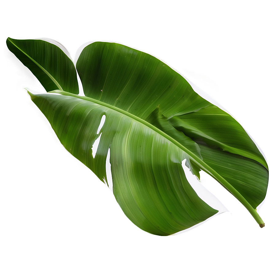 Banana Leaf Pattern Png 06232024