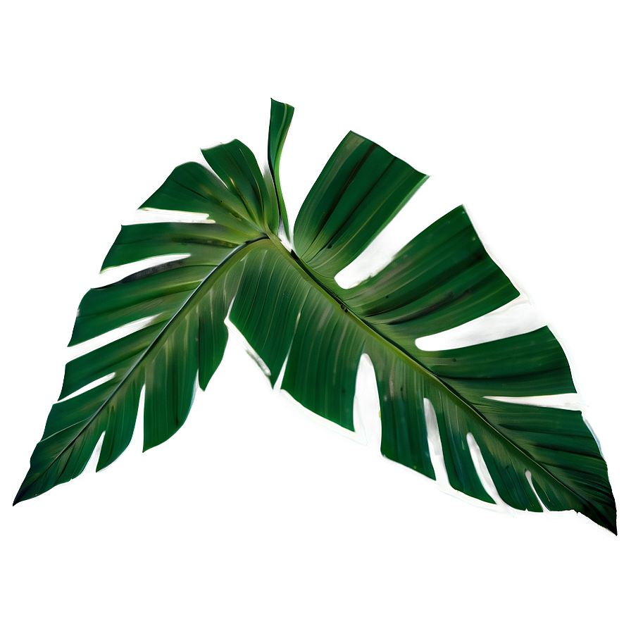 Banana Leaf Print Png Nhw