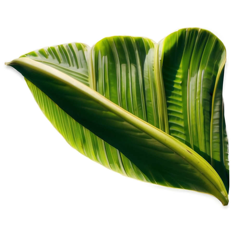 Banana Leaf Print Png Vow