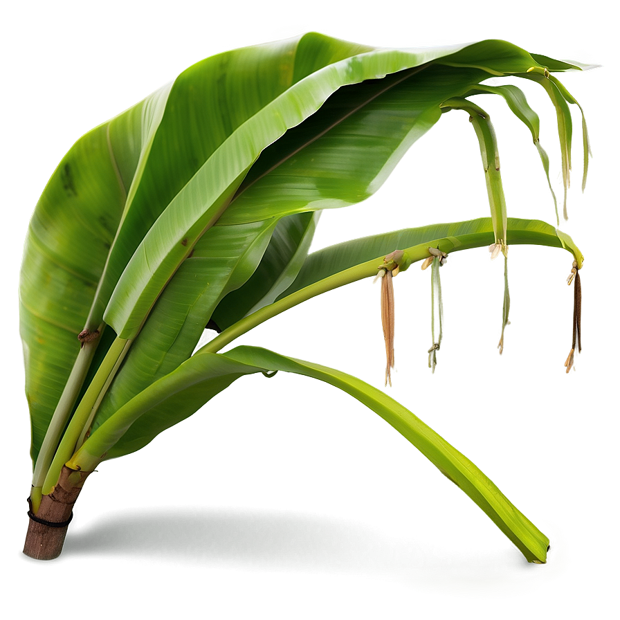 Banana Leaf Realism Png 06232024