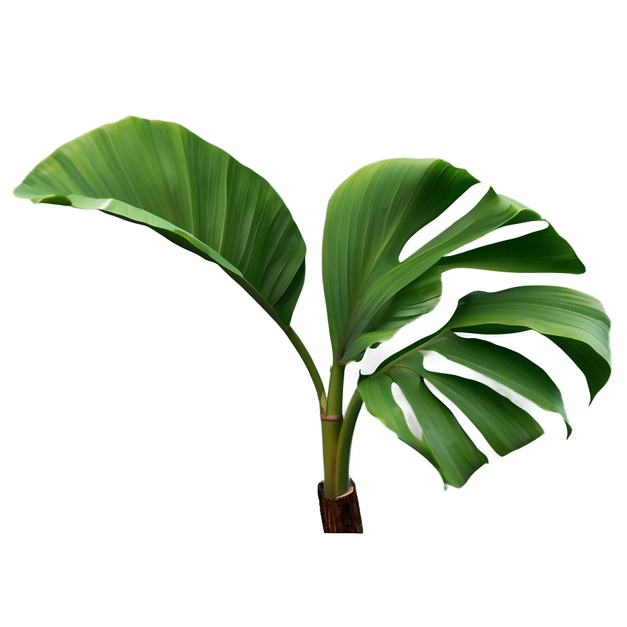 Banana Leaf Realism Png Ole75