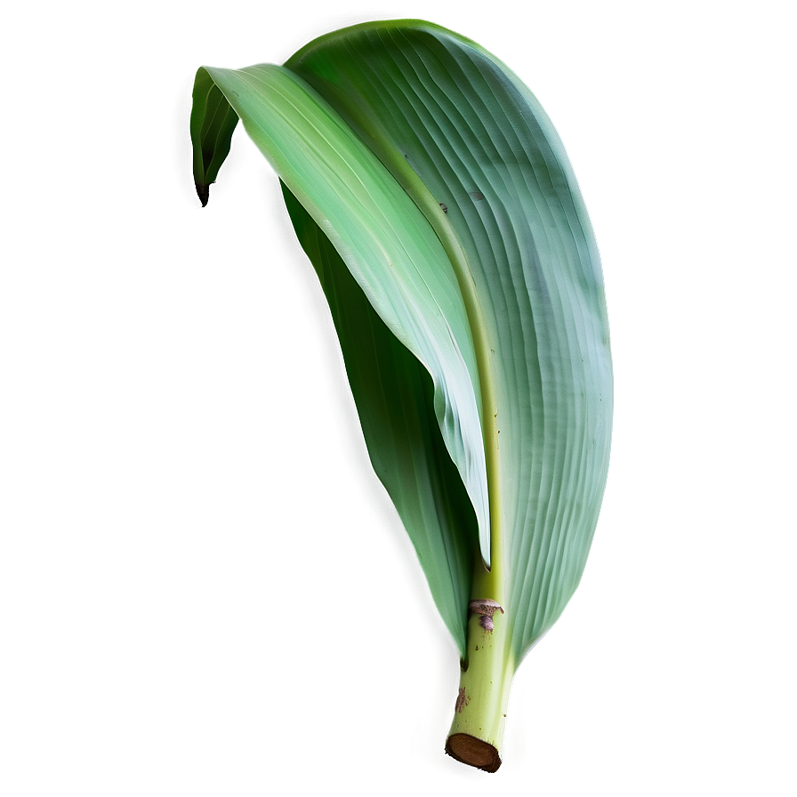 Banana Leaf Shape Png 06232024