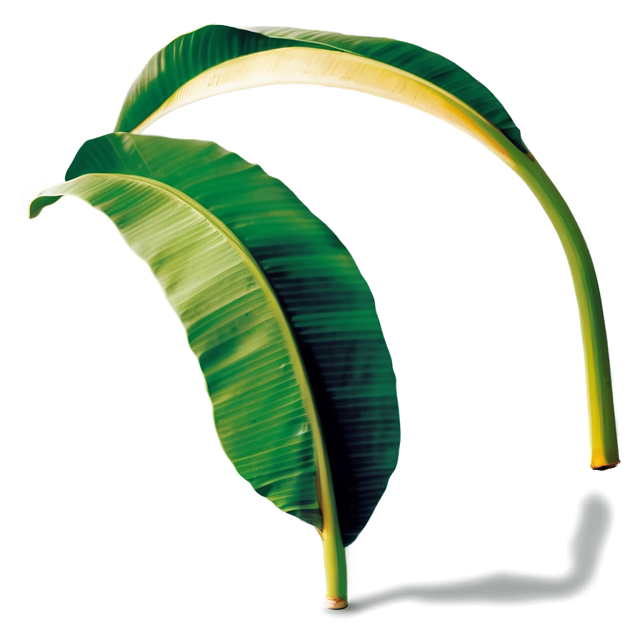 Banana Leaf Simplicity Png Ptd