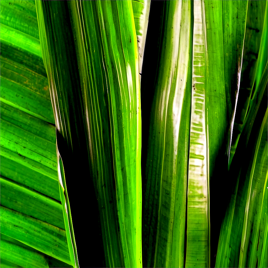 Banana Leaf Texture Png 06232024