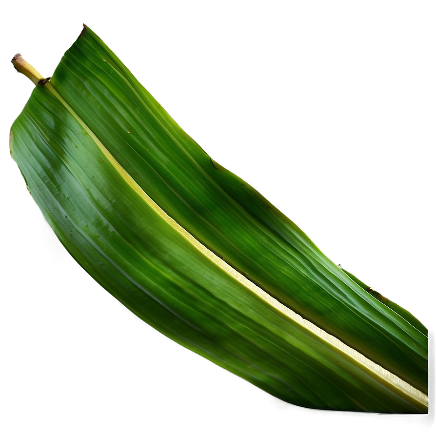 Banana Leaf Texture Png 06232024