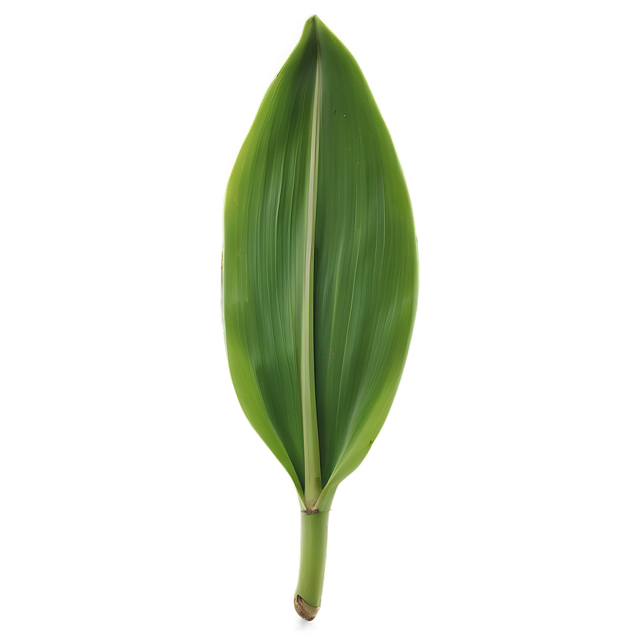 Banana Leaf Wallpaper Png Lpq43