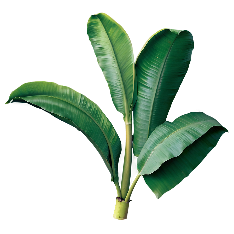 Banana Leaf Wallpaper Png Uhw