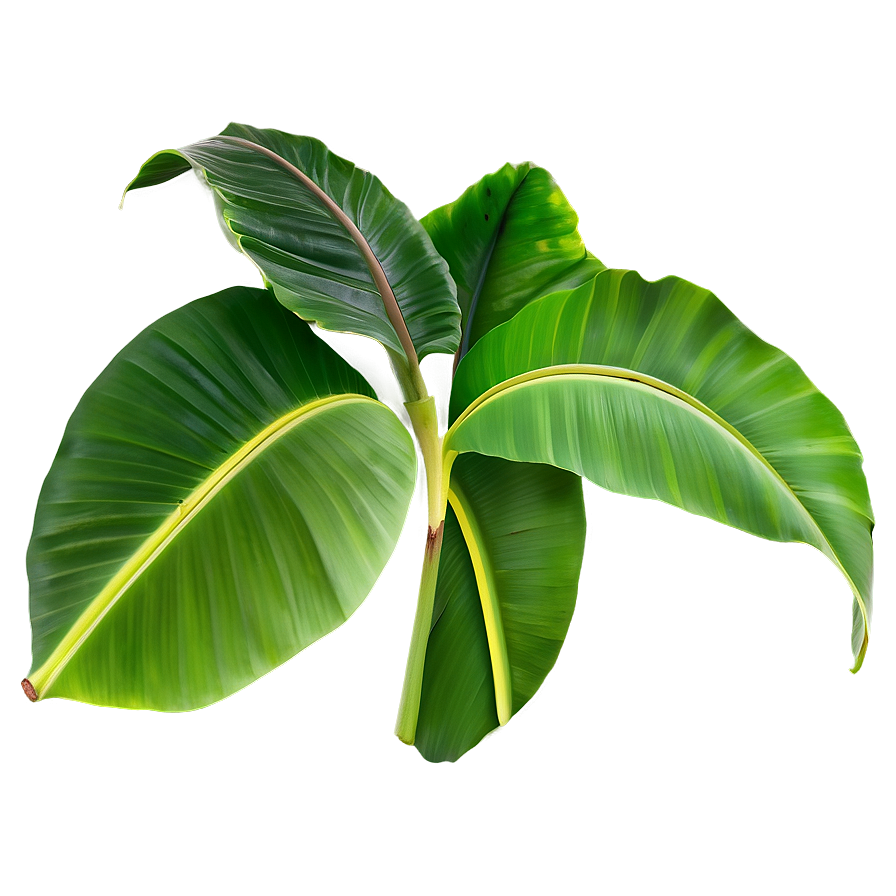 Banana Leaves Png 82