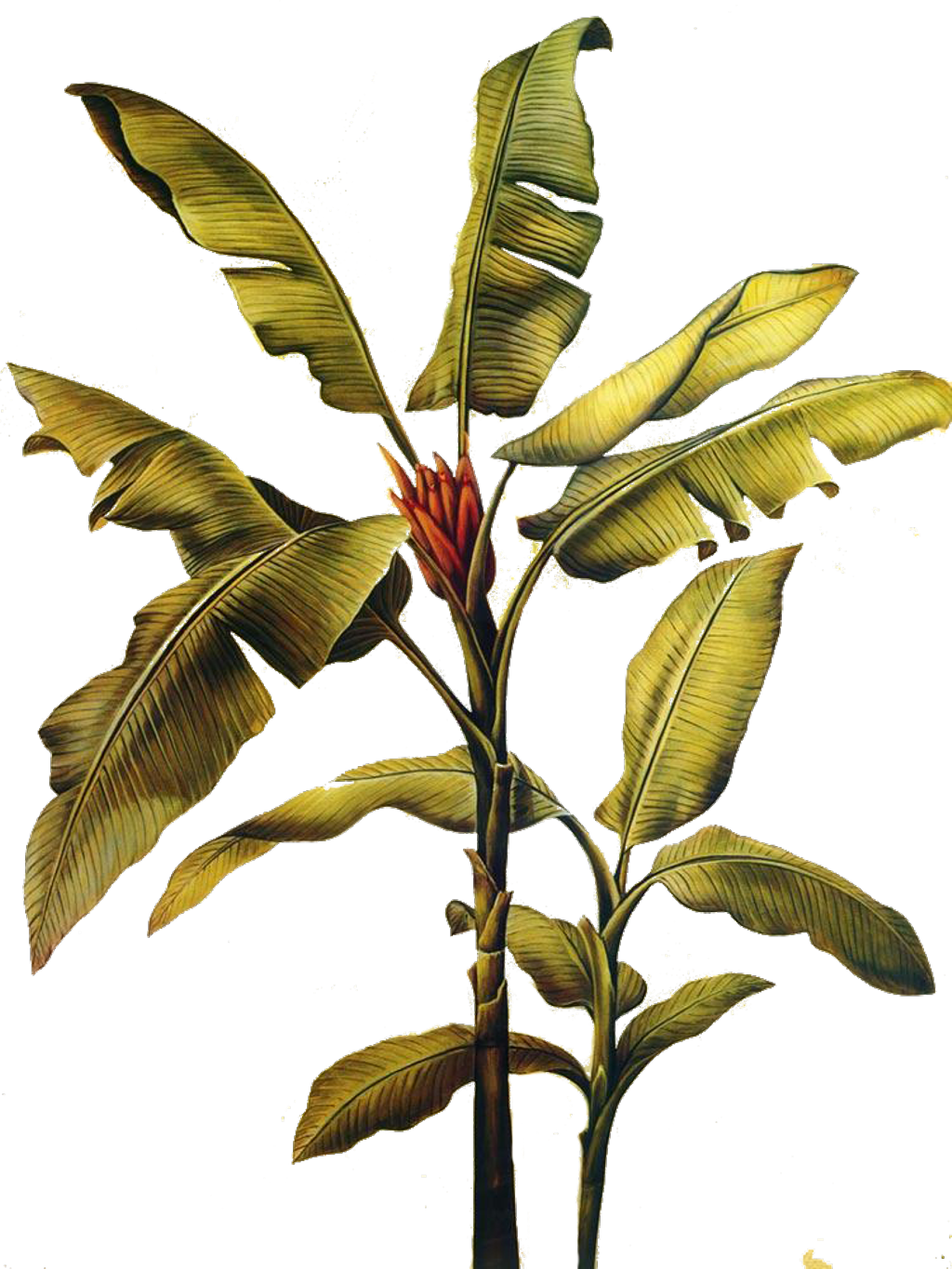 Banana_ Tree_ Illustration.png