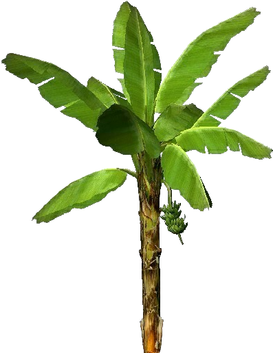 Banana Tree Isolatedon Transparent Background