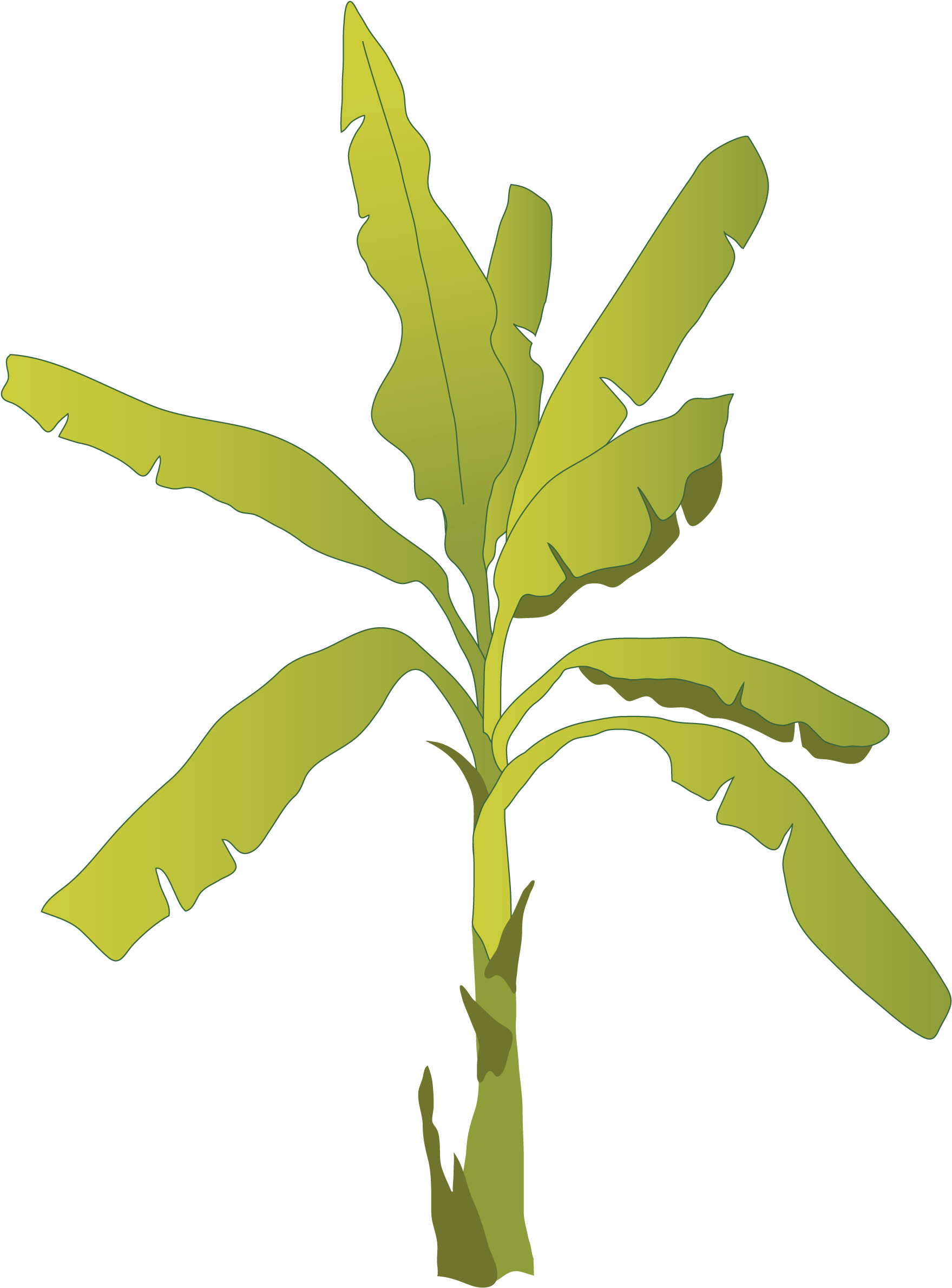 Banana Tree Vector Illustration