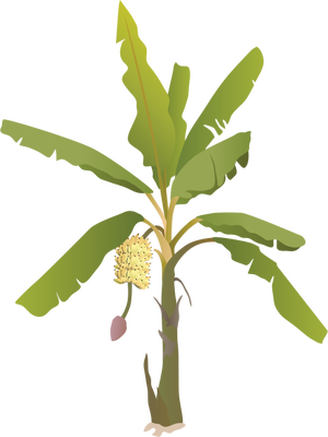 Banana_ Tree_ With_ Flower_ Illustration