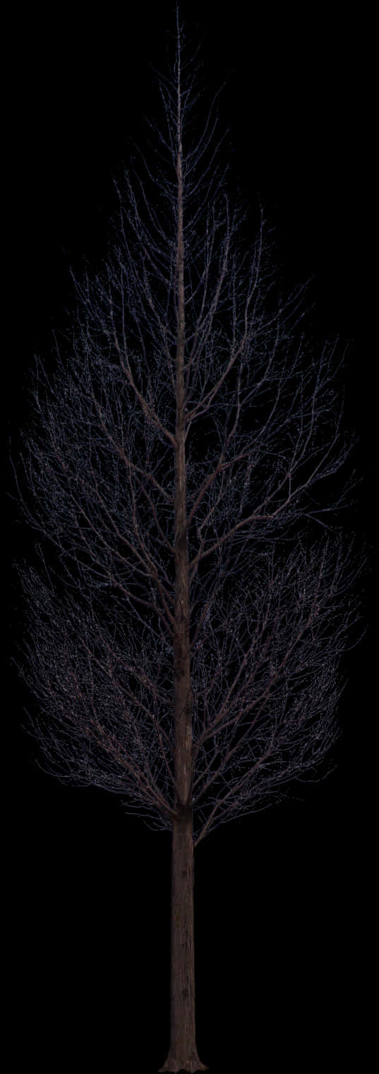 Bare Tree Against Night Sky